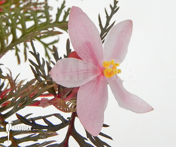 Begonia bipinnatifida plug plant example