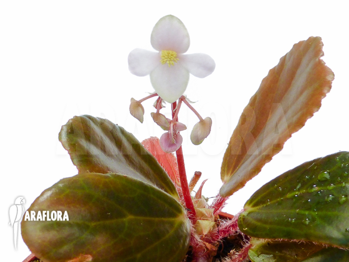 Begonia blancii