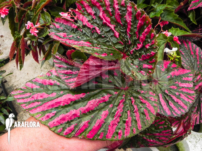 Begonia brevirimosa subsp exotica