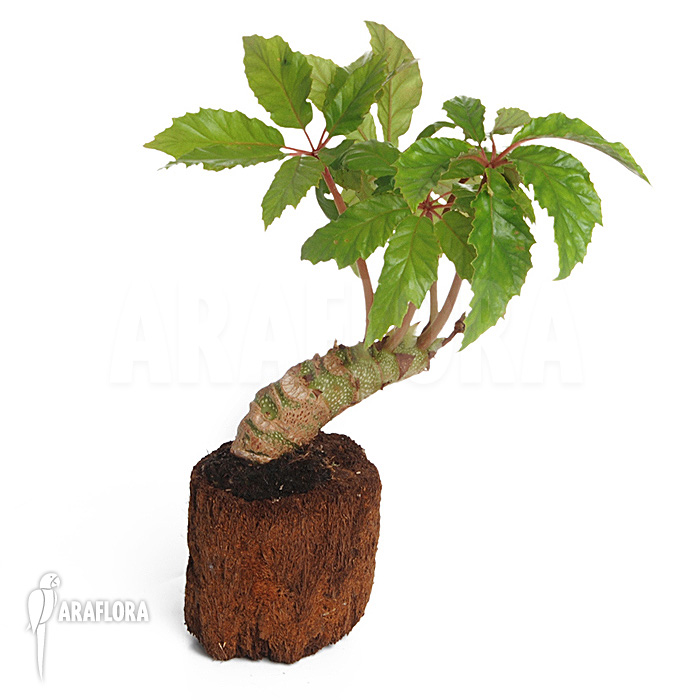 Begonia carolineifolia example of sales plant