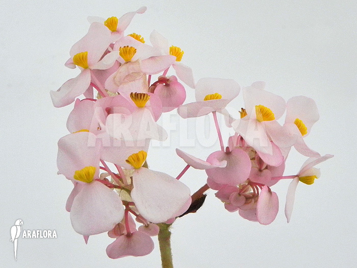 Begonia carolineifolia flower
