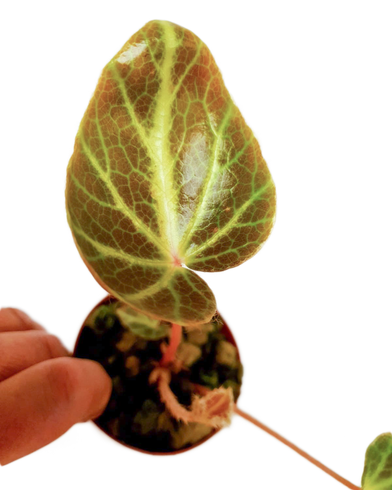 Begonia chingipengii ‘Starter’