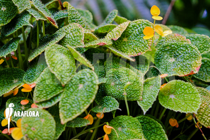Begonia ficifolia ‘Microsperma’