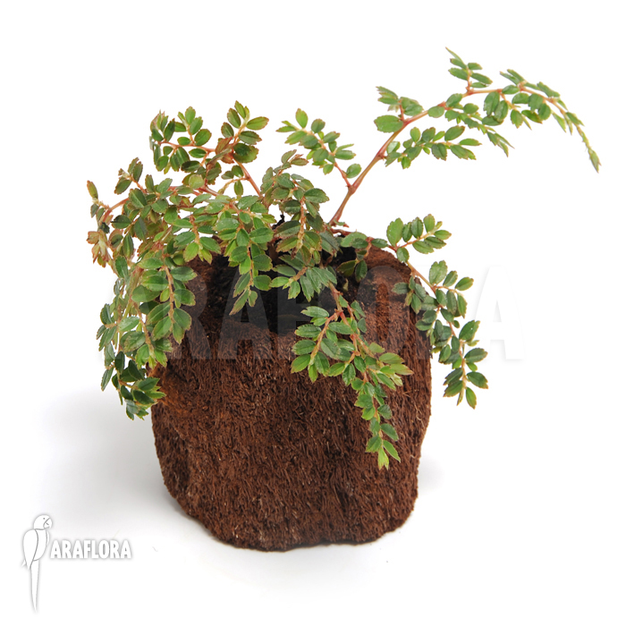 Begonia foliosa var. miniata