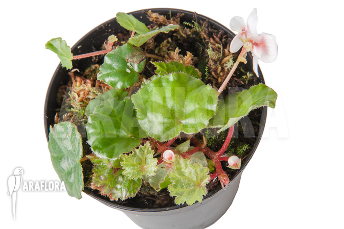 Begonia ionophylla