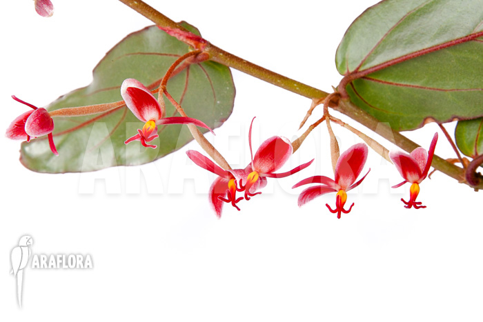 Begonia komoensis flower