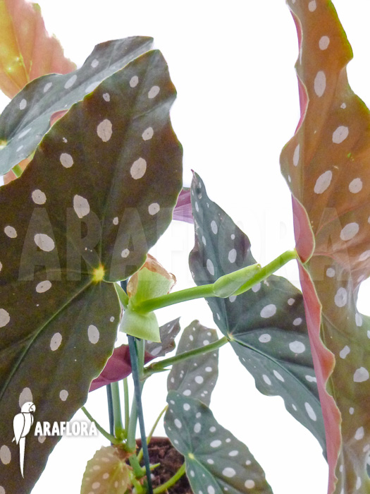 Begonia maculata