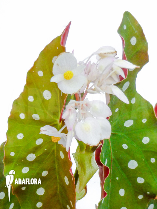 Begonia maculata