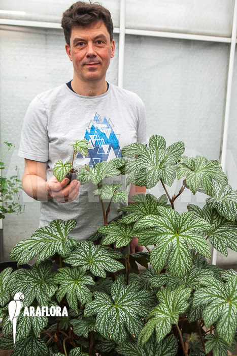 Begonia malipoensis Starter
