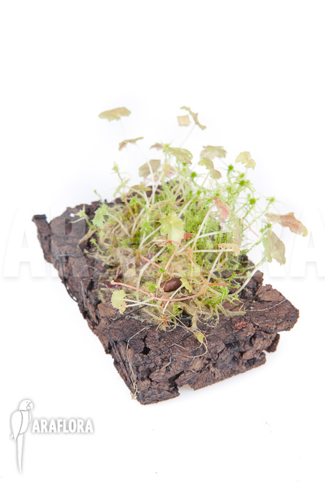 Begonia-maurandiae-6