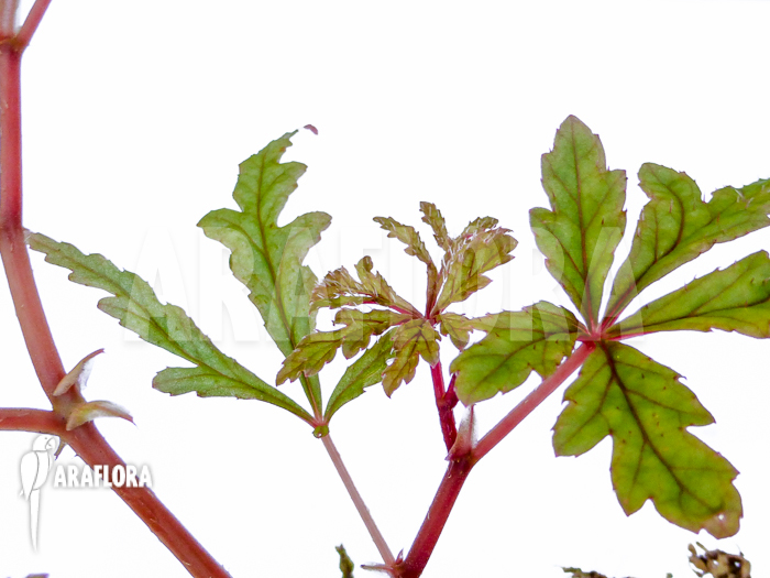 Begonia polilloensis