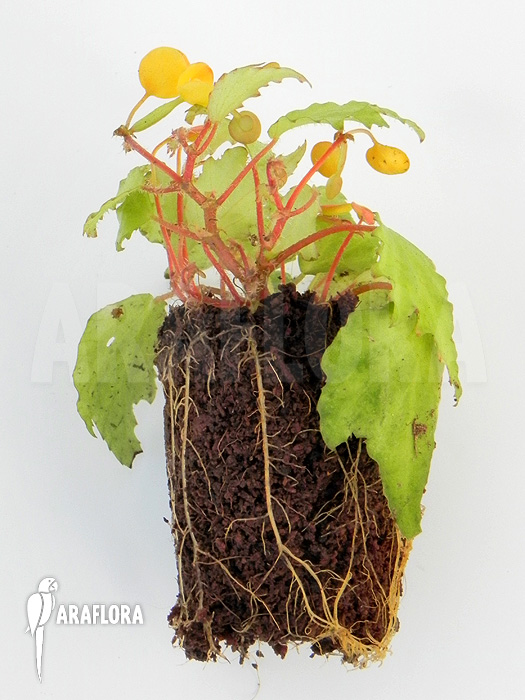 Begonia prismatocarpa ‘M’