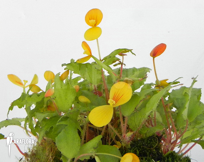 Begonia prismatocarpa ‘M’