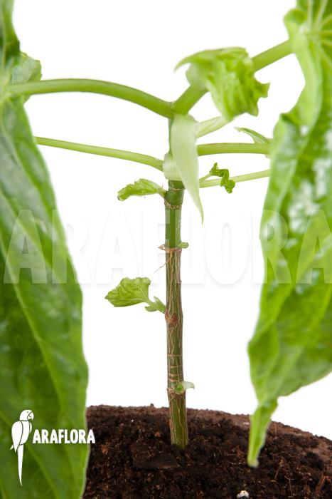 Begonia salaziensis ‘Starter’