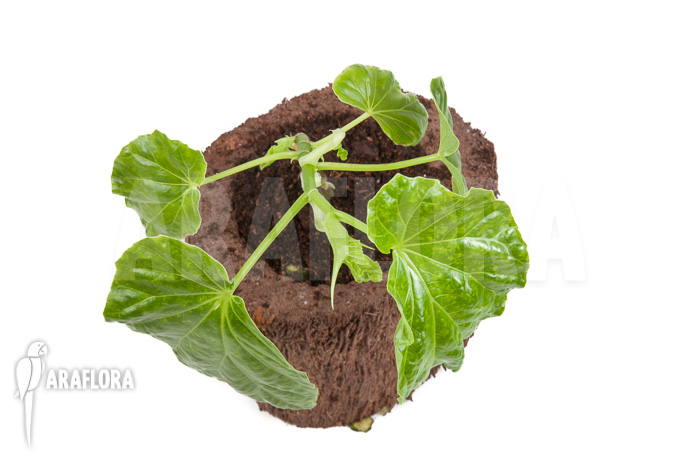 Begonia salaziensis ‘Starter’