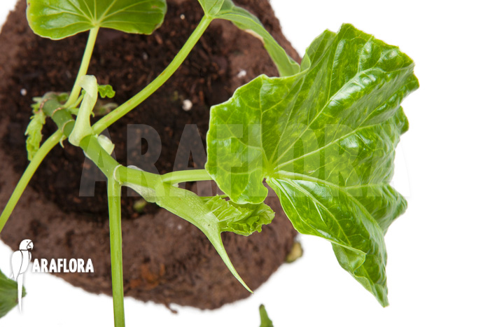 Begonia salaziensis ‘Starter’
