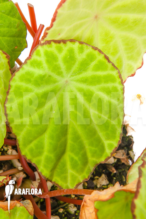 Begonia scapigera