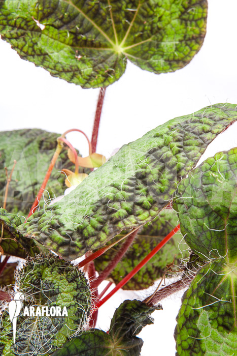 Begonia sizemoreae flower
