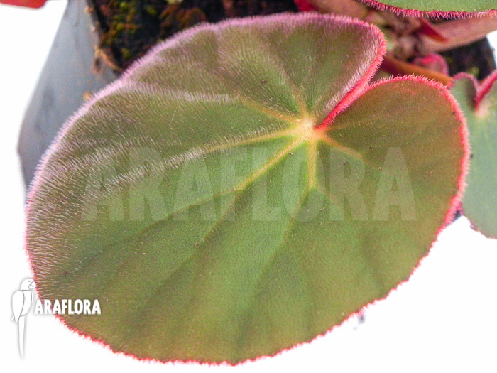 Begonia subacida
