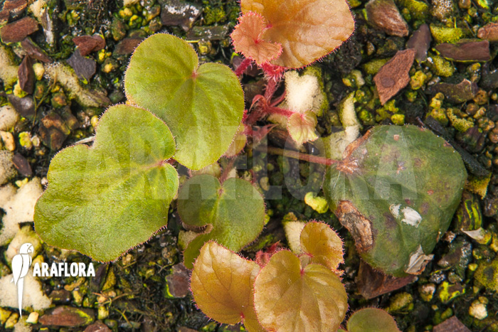Begonia subnummularifolia