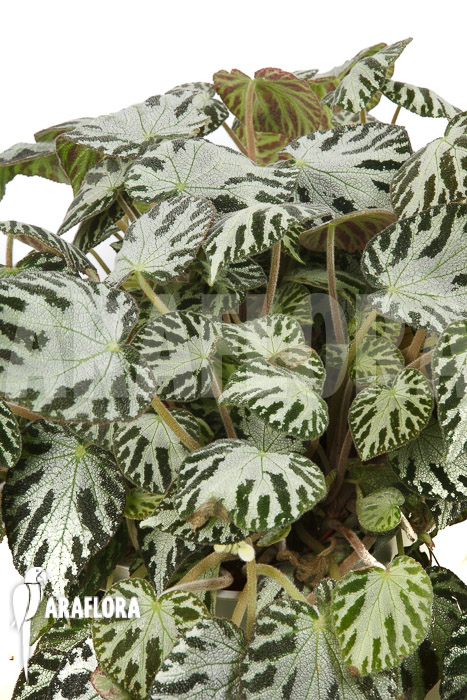Begonia x ‘Silver Jewel’