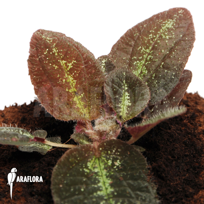 Bertolonia marmorata