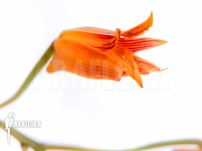 Bifrenaria aureo-fulva ‘Starter’