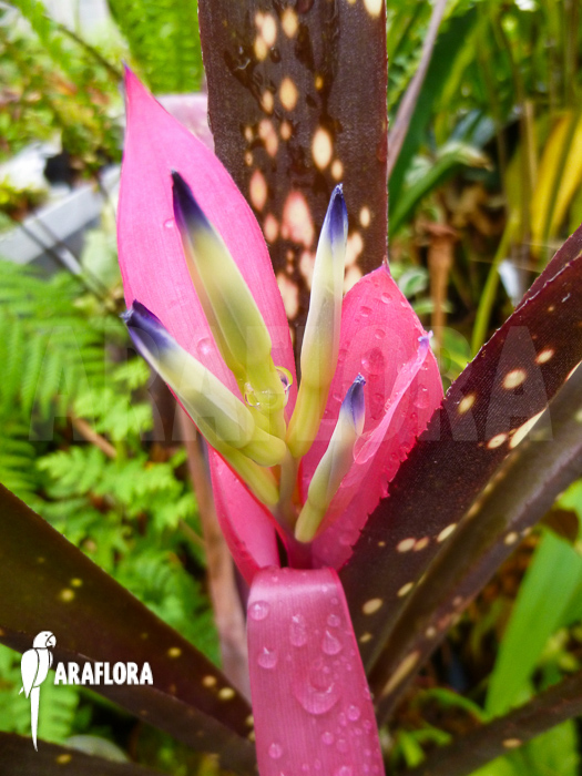 Billbergia amoena flower