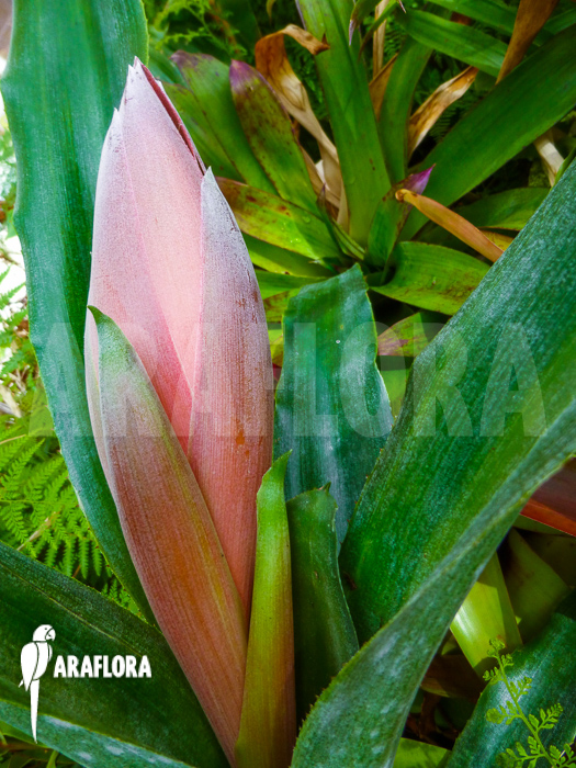 Billbergia decora