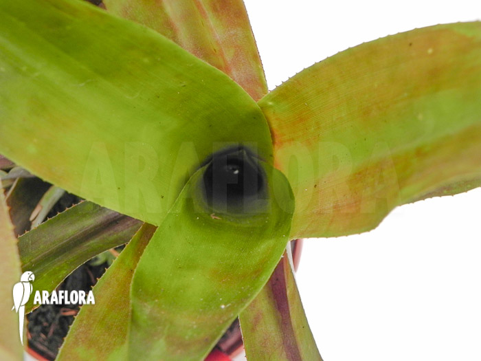 Billbergia pallidiflora