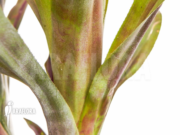 Billbergia pallidiflora