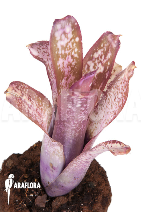 Billbergia x halleluja