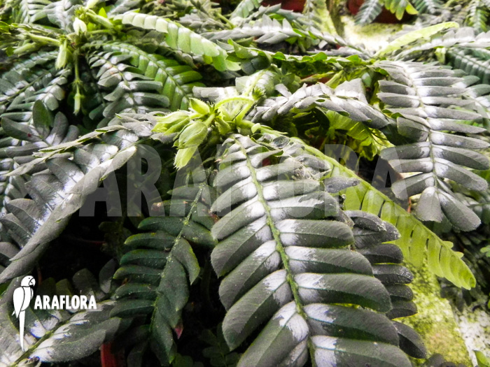 Biophyttum x Snowman