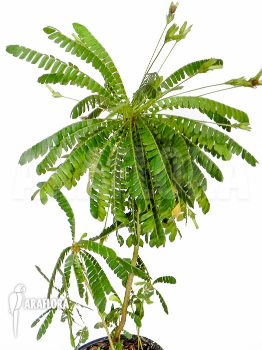 Biophytum sensitivum ‘XL’