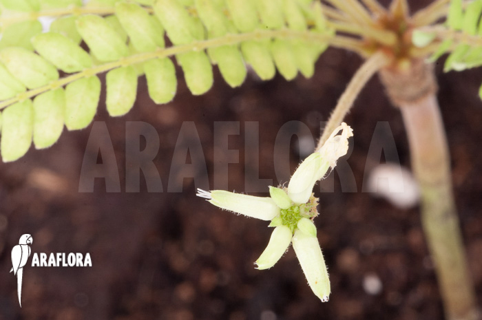 Biophytum sensitivum ‘white flower’