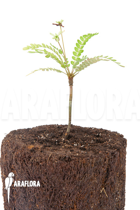 Biophytum sensitivum ‘white flower’