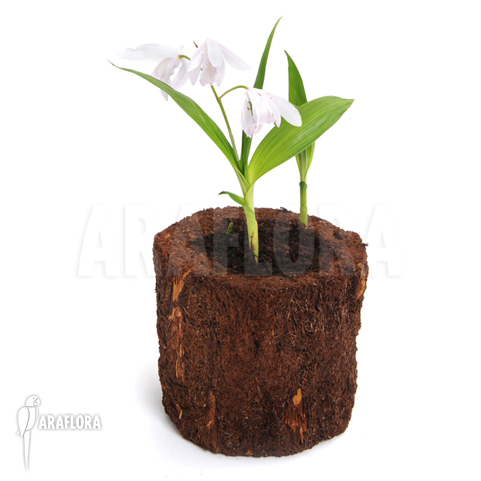 Bletilla striata ‘Alba’