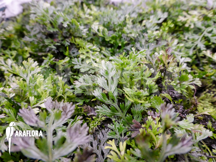 Bolbitis heteroclita ‘Thailand’