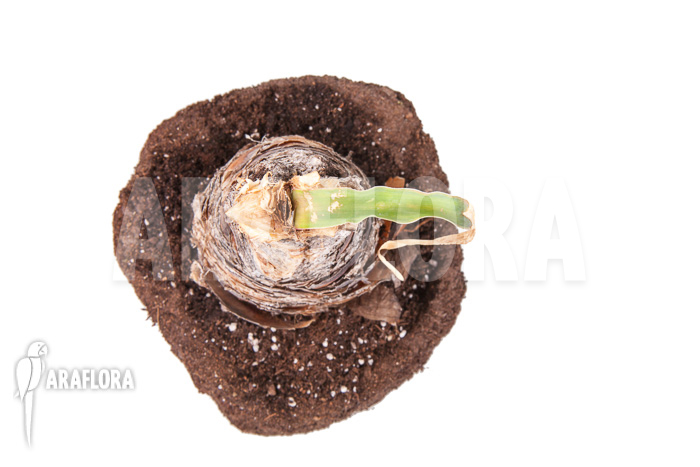 Boophane disticha ‘starter’