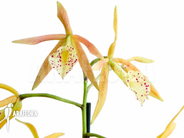 Brassocattleya ‘Yellow Bird’