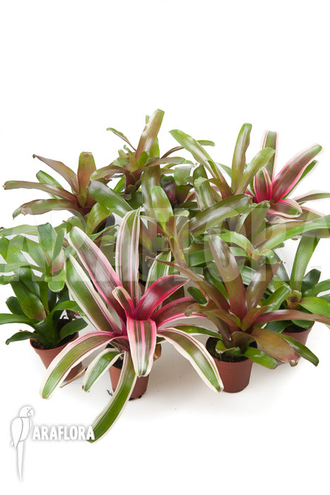 Bromeliad Neoregelia package (10 plants)