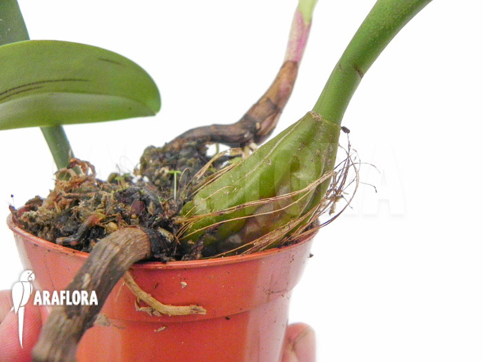 Bulbophyllum eberhardtii ‘M’