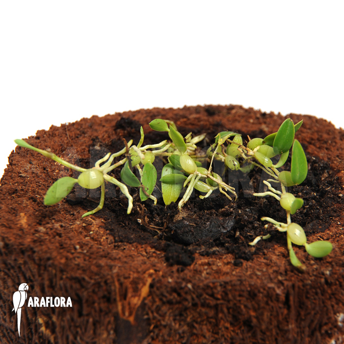 Bulbophyllum ecristatum