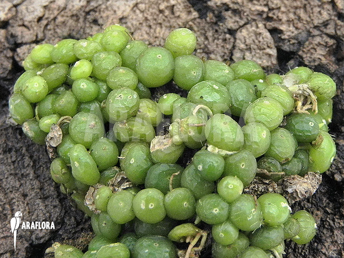 Bulbophyllum moniliforme