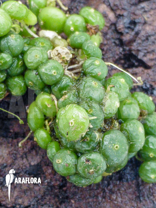Bulbophyllum moniliforme