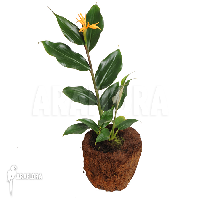 Burbidgea schizocheila