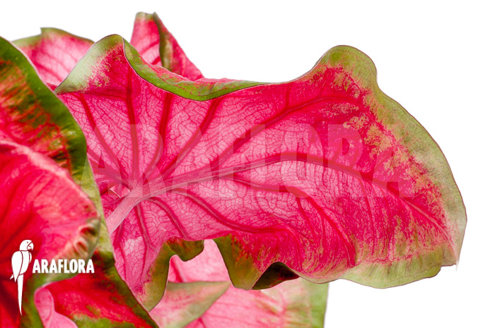 Caladium bicolor ‘green-red’