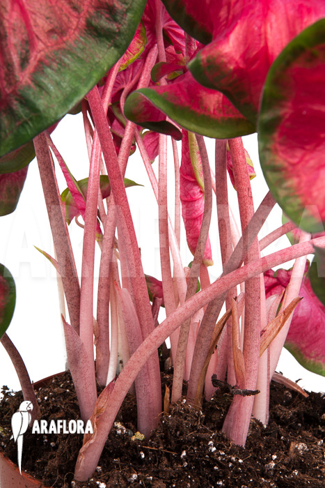 Caladium bicolor ‘green-red’