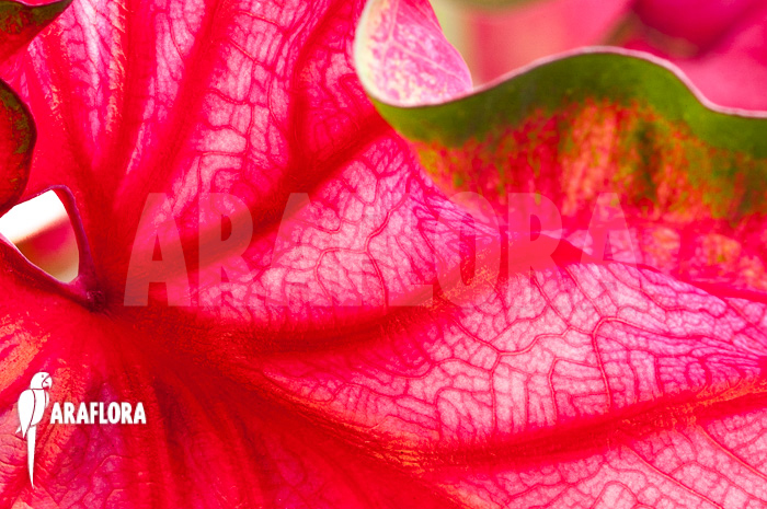 Caladium bicolor ‘green-red’