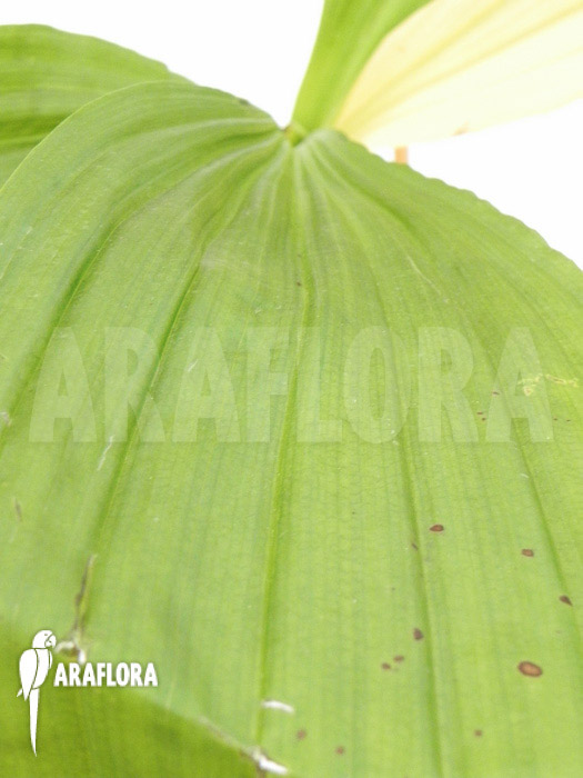 Calanthe vestita var. Rubra leaf
